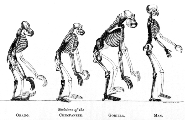 Monogenism or Polygenism?: The Question of Human Origins
